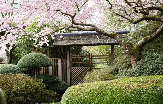 Peace and Relaxation in the Japanese Garden Peace and Relaxation in the Japanese Garden