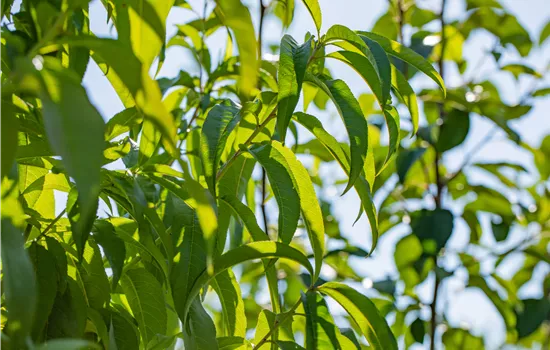 Prunus persica var. persica 'Revita'®