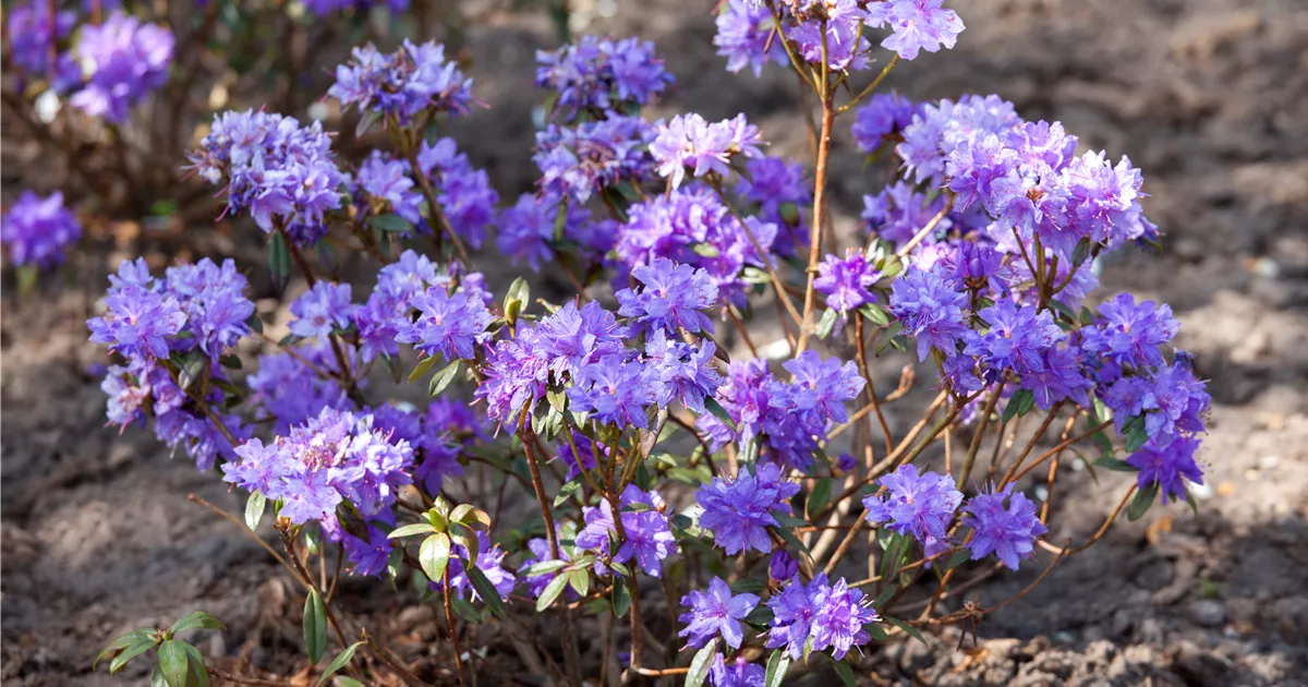 Rhododendron Russatum Gletschernacht Rhododendron Russatum Gletschernacht