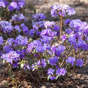 Rhododendron russatum 'Gletschernacht'