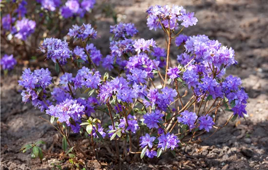 Rhododendron russatum 'Gletschernacht' Rhododendron russatum 'Gletschernacht'