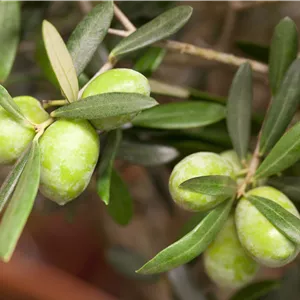 Olea europaea Olea europaea
