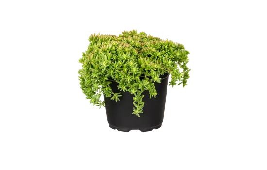 Sedum album 'Coral Carpet'