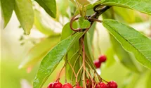 Photinia davidiana