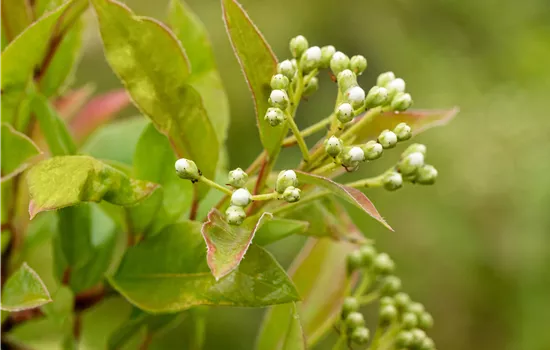 Photinia davidiana Photinia davidiana