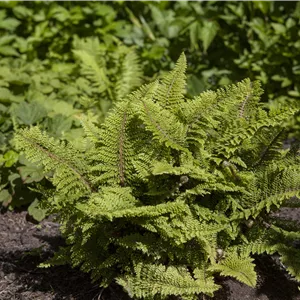 Polystich.setifer.'Plumosum Densum', gen.