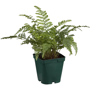 Polystichum setiferum
