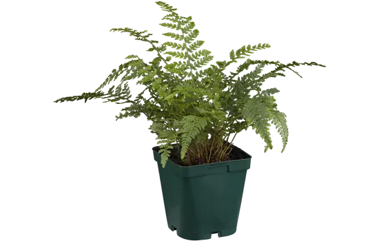 Polystichum setiferum