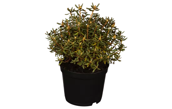 Rhododendron russatum 'Purple Pillow' Rhododendron russatum 'Purple Pillow'