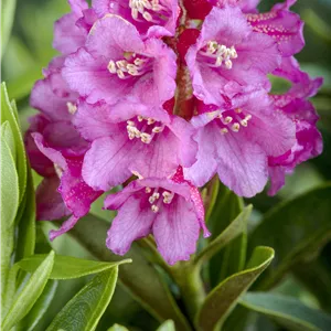 Rhododendron ferrugineum Rhododendron ferrugineum