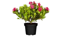Rhododendron ferrugineum