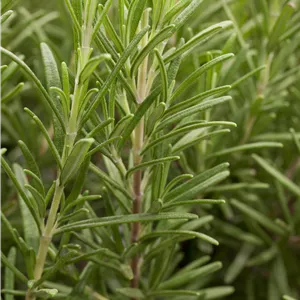 Rosmarinus officinalis Rosmarinus officinalis