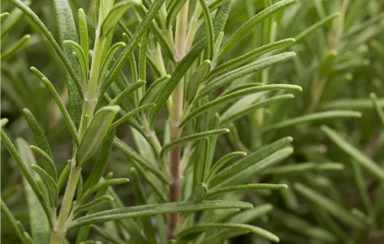 Rosmarinus officinalis Rosmarinus officinalis