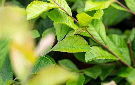 Photinia villosa Photinia villosa