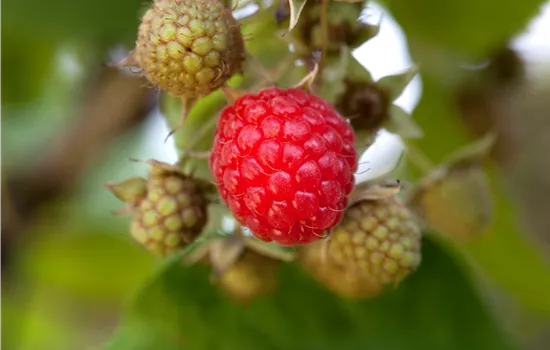 Rubus 'Tayberry Medana' -R- CAC
