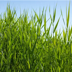 Phragmites australis