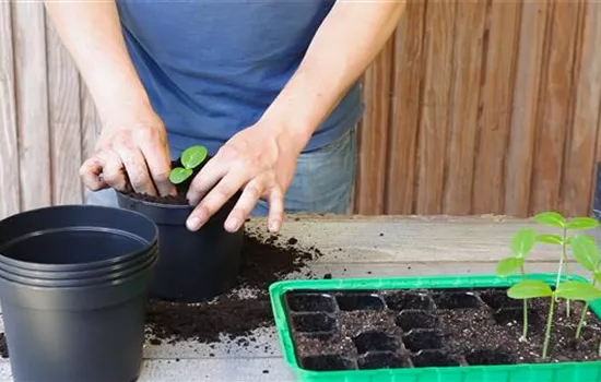 Cucumbers - Pricking