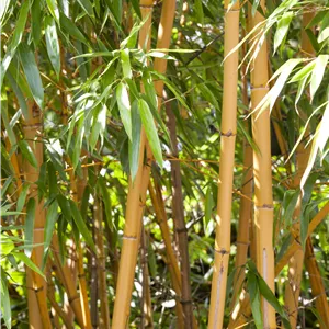 Phyllostachys aurea Phyllostachys aurea