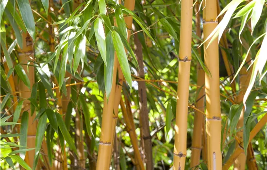 Phyllostachys aurea