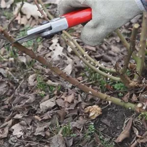 Bedding roses - pruning in spring
