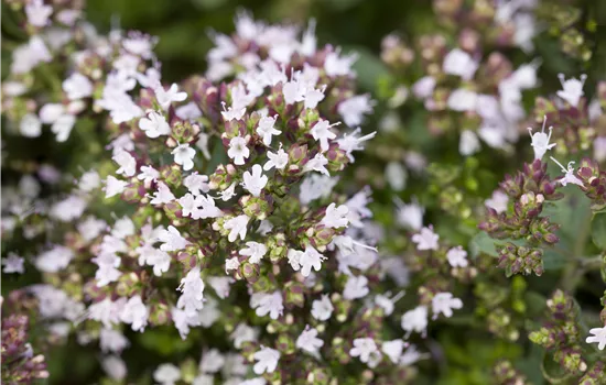 Origanum vulgare 'Compactum' Origanum vulgare 'Compactum'