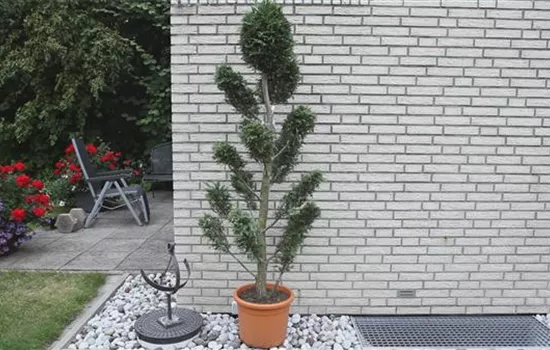 Cypress - Planting in the garden Cypress - Planting in the garden