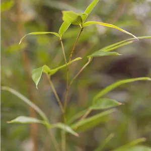 Phyllostachys aureosulcata spectabilis Phyllostachys aureosulcata spectabilis