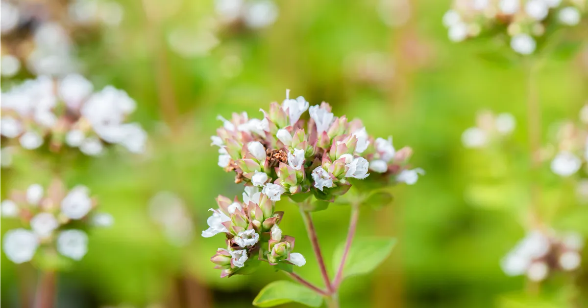 Origanum vulgare 'Thumbles Variety'