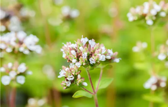 Origanum vulgare 'Thumbles' Origanum vulgare 'Thumbles'