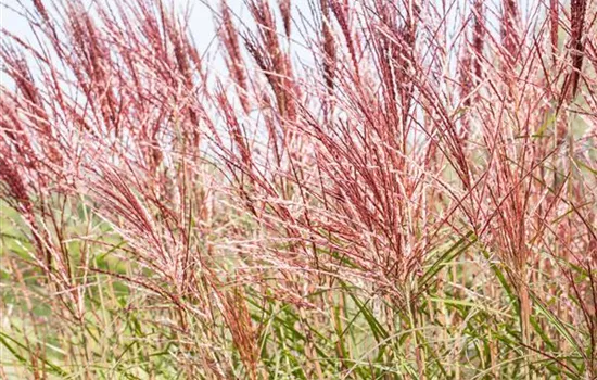 Ornamental grasses are versatile in the garden
