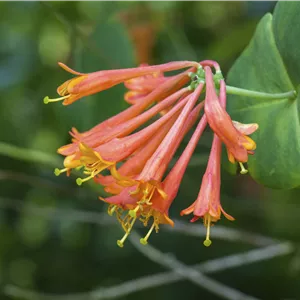 Lonicera brownii 'Dropmore Scarlet' Lonicera brownii 'Dropmore Scarlet'