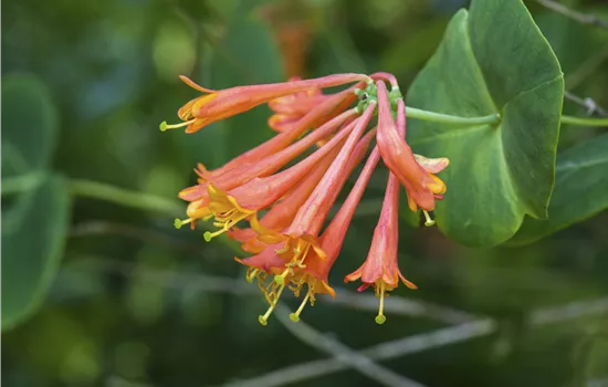 Lonicera brownii 'Dropmore Scarlet'