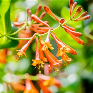 Lonicera brownii 'Dropmore Scarlet'