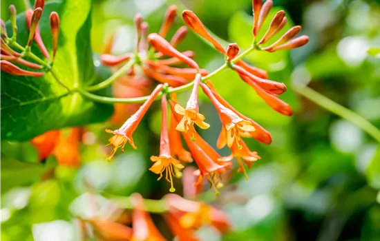 Lonicera x brownii 'Dropmore Scarlet'