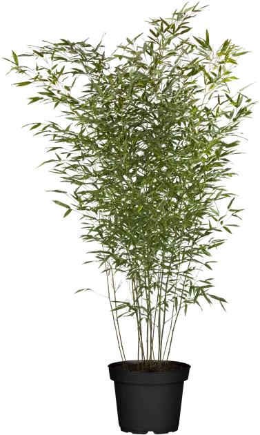 Phyllostachys bissetii - Bambus