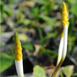 Orontium aquaticum Orontium aquaticum