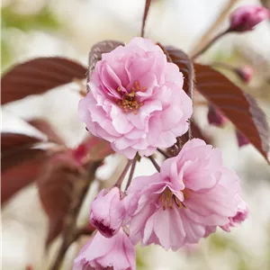 Prunus serrulata 'Royal Burgundy' Prunus serrulata 'Royal Burgundy'