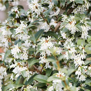 Osmanthus burkwoodii Osmanthus burkwoodii
