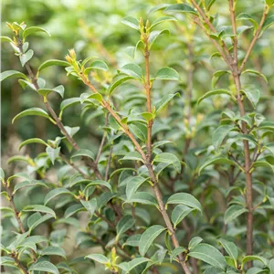 Osmanthus burkwoodii