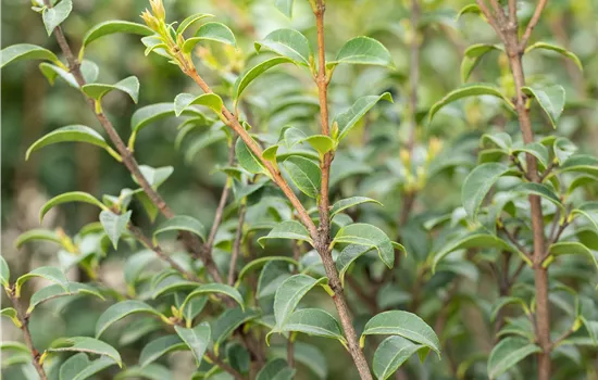 Osmanthus burkwoodii