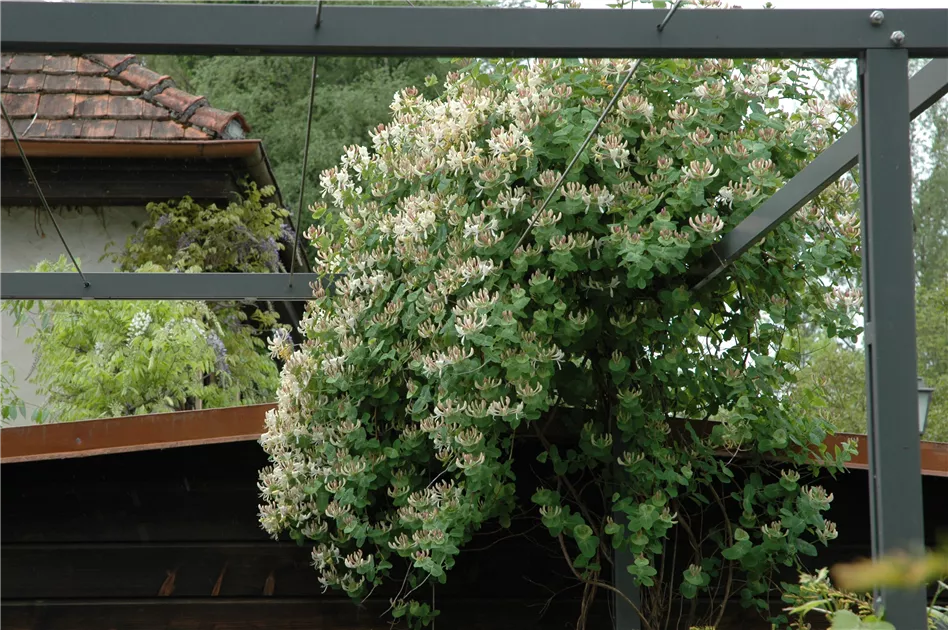 Lonicera caprifolium