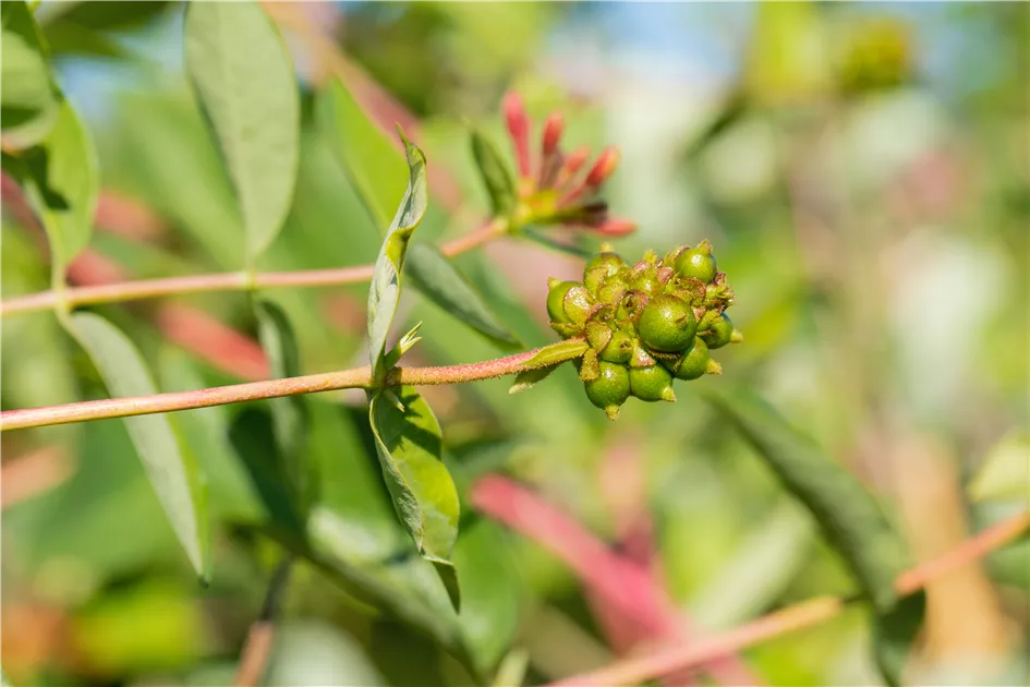 Lonicera caprifolium