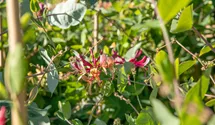 Lonicera caprifolium