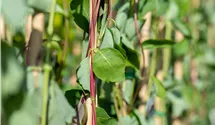 Lonicera caprifolium