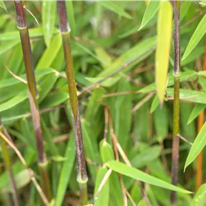Phyllostachys nigra 'Boryana' Phyllostachys nigra 'Boryana'