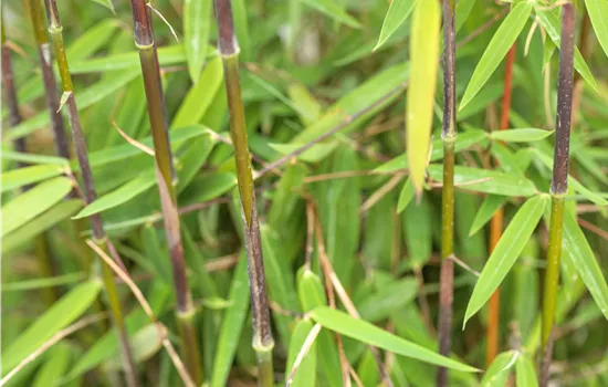 Phyllostachys nigra 'Boryana'