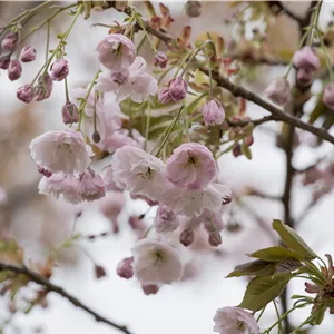 Prunus serrulata 'Shirofugen' Prunus serrulata 'Shirofugen'