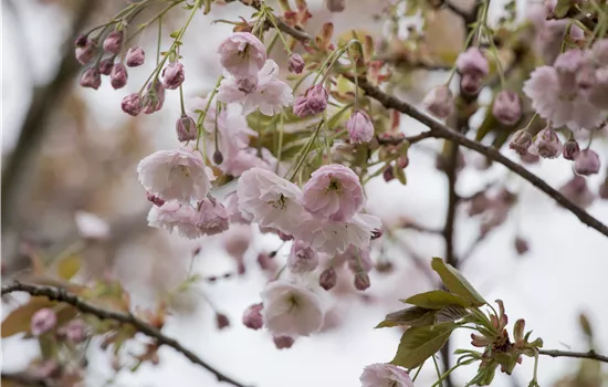 Prunus serrulata 'Shirofugen'