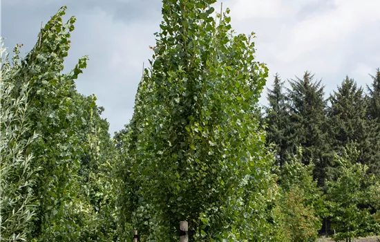 Populus tremula 'Erecta'
