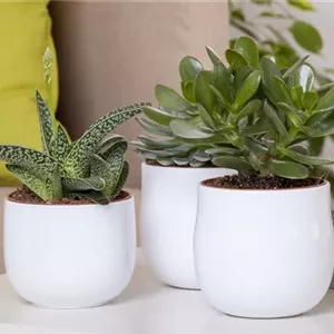 Aloe Vera - die Pflanze, die schön macht Aloe Vera - die Pflanze, die schön macht